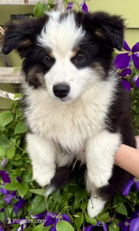 Jabba – Miniature Australian Shepherd puppy for sale in Decorah, IA