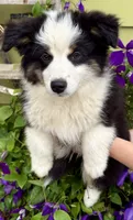 Jabba, a male Miniature Australian Shepherd for sale in Decorah, IA – 1 of 5