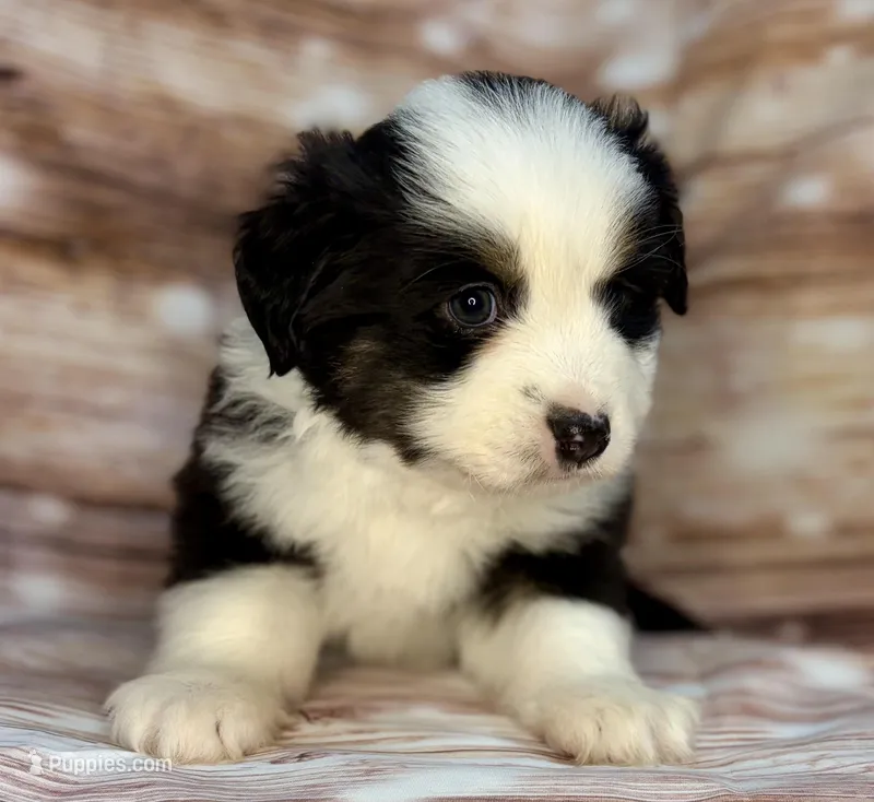 Jabba – Miniature Australian Shepherd puppy for sale in Decorah, IA