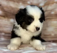 Jabba, a male Miniature Australian Shepherd for sale in Decorah, IA – 1 of 2