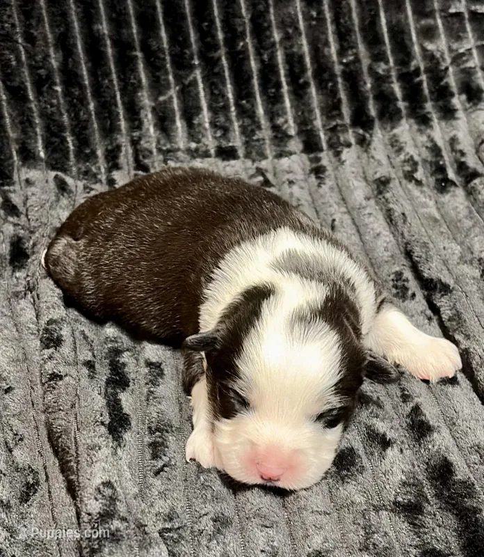 Jabba – Miniature Australian Shepherd puppy for sale in Decorah, IA