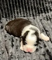Jabba, a male Miniature Australian Shepherd for sale in Decorah, IA – 2 of 2