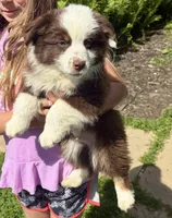Yoda, a male Miniature Australian Shepherd for sale in Decorah, IA – 5 of 5