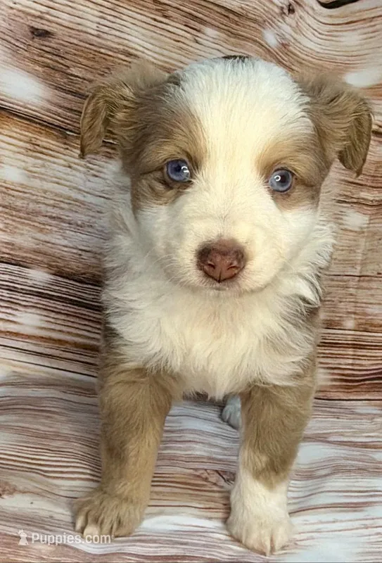 Chewbacca – Miniature Australian Shepherd puppy for sale in Decorah, IA