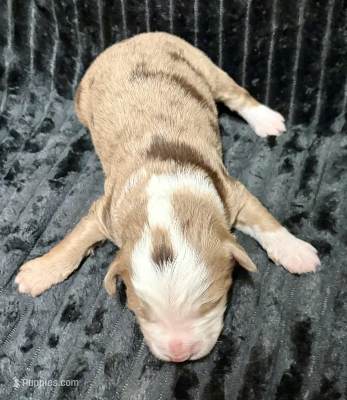 Chewbacca – Miniature Australian Shepherd puppy for sale in Decorah, IA