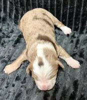 Chewbacca, a male Miniature Australian Shepherd for sale in Decorah, IA – 2 of 2