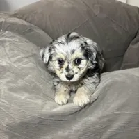 Olaf, a male Poodle - Toy  and Toy Australian Shepherd for sale in Decorah, IA – Photo 3 of 3