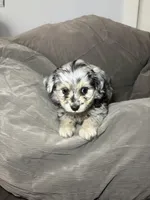 Olaf, a male Poodle - Toy  and Toy Australian Shepherd for sale in Decorah, IA – Photo 3 of 3