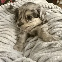 Olaf, a male Poodle - Toy  and Toy Australian Shepherd for sale in Decorah, IA – Photo 1 of 3