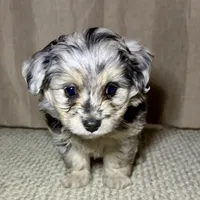 Olaf, a male Poodle - Toy  and Toy Australian Shepherd for sale in Decorah, IA – Photo 2 of 3