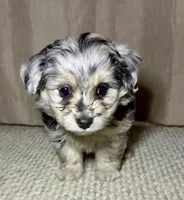 Olaf, a male Poodle - Toy  and Toy Australian Shepherd for sale in Decorah, IA – Photo 2 of 3
