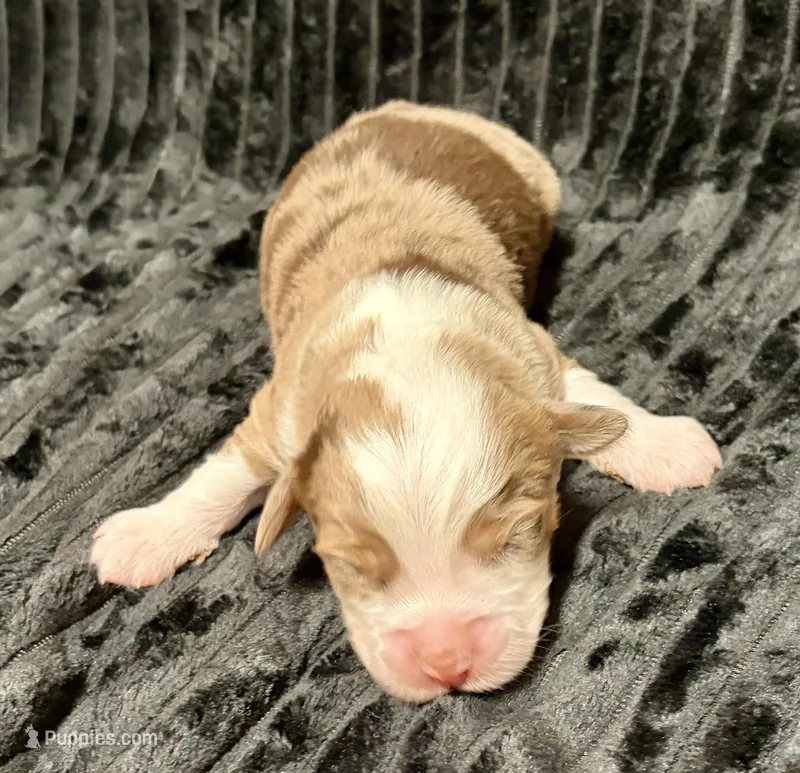 Wookie – Miniature Australian Shepherd puppy for sale in Decorah, IA