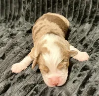 Wookie, a male Miniature Australian Shepherd for sale in Decorah, IA – 2 of 2