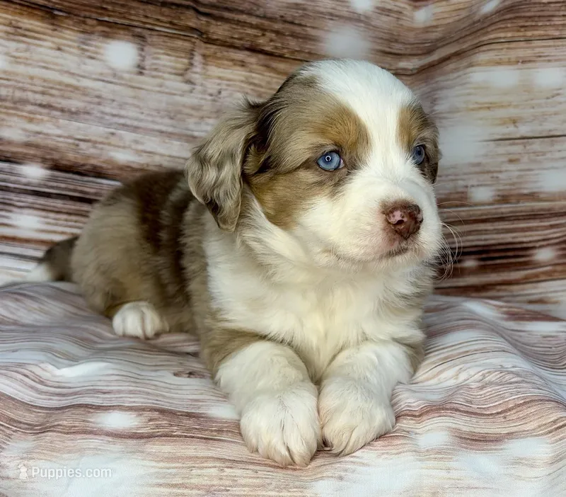 Wookie – Miniature Australian Shepherd puppy for sale in Decorah, IA