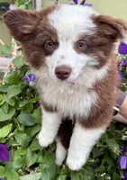 Yoda, a male Miniature Australian Shepherd for sale in Decorah, IA – 1 of 5
