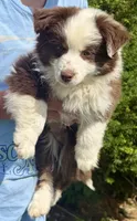 Yoda, a male Miniature Australian Shepherd for sale in Decorah, IA – 4 of 5