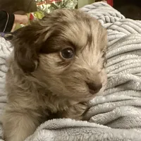 Hans, a male Miniature Aussiedoodle for sale in Decorah, IA – Photo 2 of 3