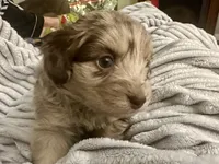 Hans, a male Poodle - Toy  and Toy Australian Shepherd for sale in Decorah, IA – Photo 1 of 2