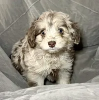 Hans, a male Poodle - Toy  and Toy Australian Shepherd for sale in Decorah, IA – Photo 2 of 2