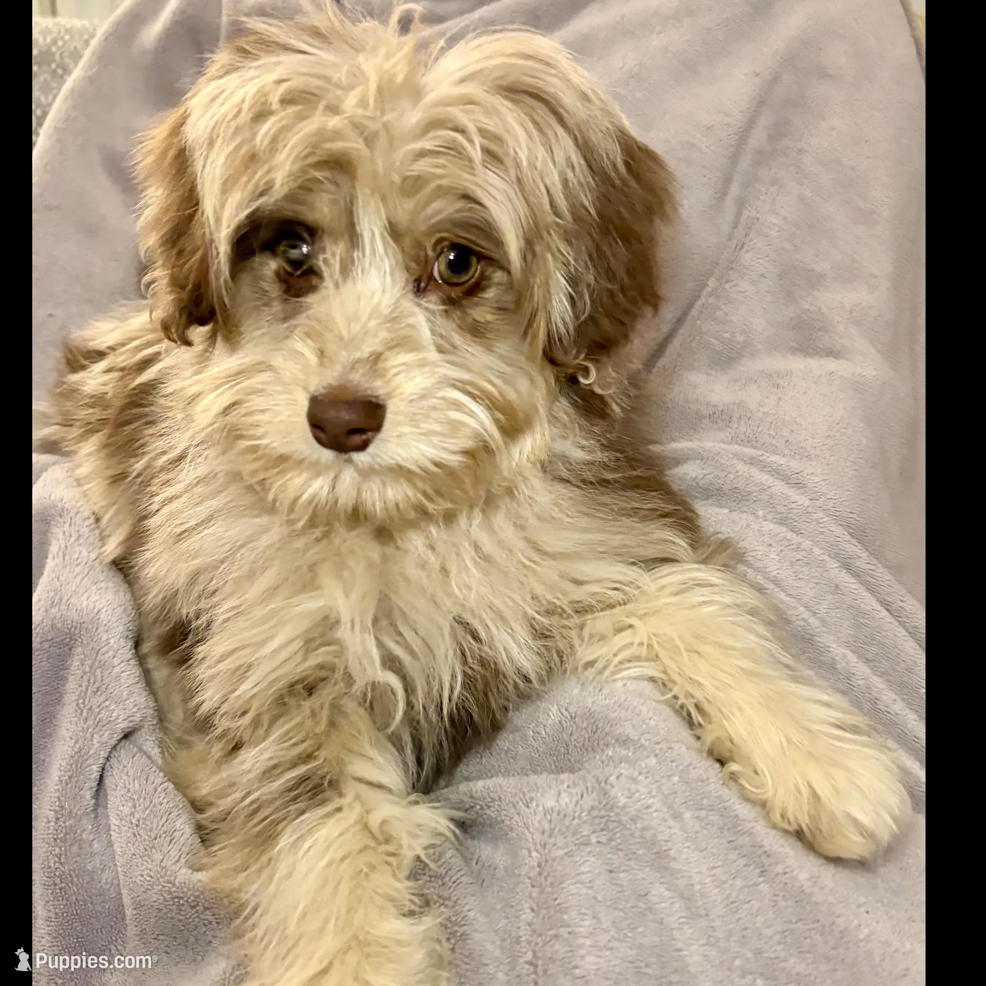 Hans – Miniature Aussiedoodle puppy for sale in Decorah, IA