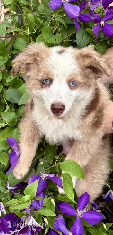 Chewbacca – Miniature Australian Shepherd puppy for sale in Decorah, IA