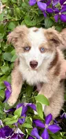 Chewbacca, a male Miniature Australian Shepherd for sale in Decorah, IA – 1 of 3