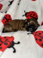 💙 BOY 💙 CKC Imperial $250 Deposit to HOLD 🎂 Oct 12th Birthday, a male Shih Tzu for sale in Justin, TX – 1 of 8