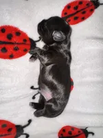 🖤 CKC Imperial BOY $250 Deposit to HOLD, a male Shih Tzu for sale in Justin, TX – 9 of 10