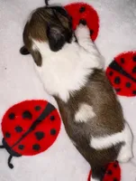🩷🤍 CKC Imperial GIRL $250 Deposit to HOLD, a female Shih Tzu for sale in Justin, TX – 2 of 10