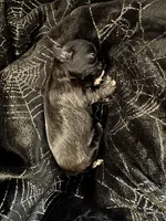 🖤 BOY 🖤 CKC Imperial $250 Deposit to hold, a male Shih Tzu for sale in Justin, TX – 7 of 10