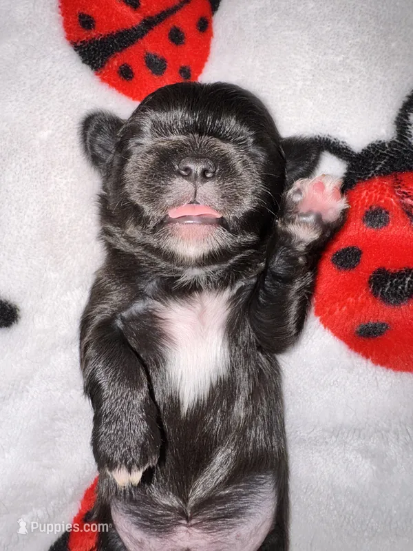 🖤 CKC Imperial BOY $250 Deposit to HOLD – Shih Tzu puppy for sale in Justin, TX