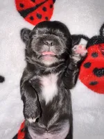 🖤 CKC Imperial BOY $250 Deposit to HOLD, a male Shih Tzu for sale in Justin, TX – 1 of 10