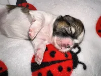🤍 CKC Imperial BOY $250 Deposit to HOLD, a male Shih Tzu for sale in Justin, TX – 5 of 10