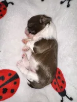 🩷🤍 CKC Imperial GIRL $250 Deposit to HOLD, a female Shih Tzu for sale in Justin, TX – 10 of 10