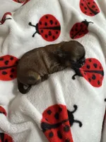 💙 BOY 💙 CKC Imperial $250 Deposit to HOLD 🎂 Oct 12th Birthday, a male Shih Tzu for sale in Justin, TX – 4 of 8