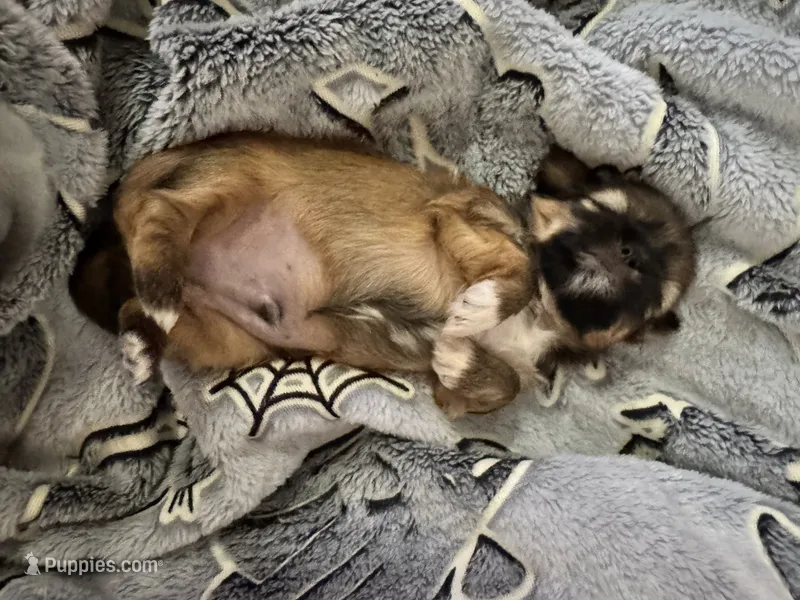 🤎 BOY 🤎 CKC Imperial $250 Deposit to HOLD 🎂 Oct 5th Birthday – Shih Tzu puppy for sale in Justin, TX
