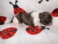 🩷🤍 CKC Imperial GIRL $250 Deposit to HOLD, a female Shih Tzu for sale in Justin, TX – 9 of 10