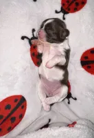 🩷🤍 CKC Imperial GIRL $250 Deposit to HOLD, a female Shih Tzu for sale in Justin, TX – 7 of 10