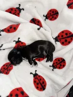 💚 BOY 💚 CKC Imperial $250 Deposit to HOLD 🎂 Oct 12th Birthday, a male Shih Tzu for sale in Justin, TX – 2 of 10