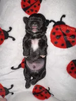 🖤 CKC Imperial BOY $250 Deposit to HOLD, a male Shih Tzu for sale in Justin, TX – 4 of 10