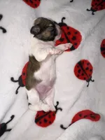 🤍 CKC Imperial BOY $250 Deposit to HOLD, a male Shih Tzu for sale in Justin, TX – 10 of 10