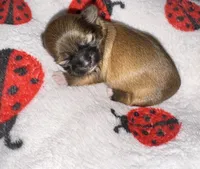 🤎 CKC Imperial BOY $250 Deposit to HOLD, a male Shih Tzu for sale in Justin, TX – 1 of 10