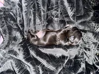 🖤 BOY 🖤 CKC Imperial $250 Deposit to hold, a male Shih Tzu for sale in Justin, TX – 10 of 10