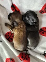 💙 BOY 💙 CKC Imperial $250 Deposit to HOLD 🎂 Oct 12th Birthday, a male Shih Tzu for sale in Justin, TX – 6 of 8