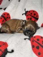 💙 BOY 💙 CKC Imperial $250 Deposit to HOLD 🎂 Oct 12th Birthday, a male Shih Tzu for sale in Justin, TX – 2 of 8