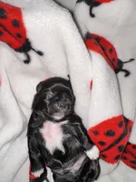 💚 BOY 💚 CKC Imperial $250 Deposit to HOLD 🎂 Oct 12th Birthday, a male Shih Tzu for sale in Justin, TX – 8 of 10