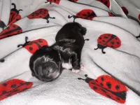 💚 BOY 💚 CKC Imperial $250 Deposit to HOLD 🎂 Oct 12th Birthday, a male Shih Tzu for sale in Justin, TX – 9 of 10