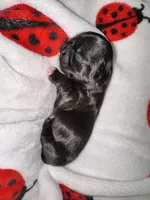 🖤 CKC Imperial BOY $250 Deposit to HOLD, a male Shih Tzu for sale in Justin, TX – 8 of 10