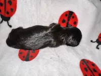 🖤 CKC Imperial BOY $250 Deposit to HOLD, a male Shih Tzu for sale in Justin, TX – 10 of 10
