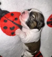 🤍 CKC Imperial BOY $250 Deposit to HOLD, a male Shih Tzu for sale in Justin, TX – 6 of 10